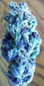 Blue Sherbet Strain premium exotic cannabis flower buds ✅