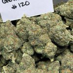 Top-shelf Gelato Runz Strain dense trichome cannabis buds