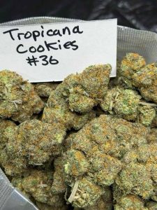Tropicana Cookies Strain is a premium cannabis flower with sweet citrus flavor, rich aroma, and potent effects. Perfect for top-shelf cannabis connoisseurs.
